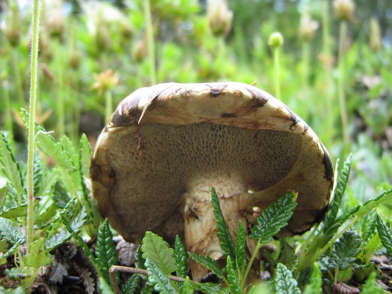 Due funghi dalla Slovenia